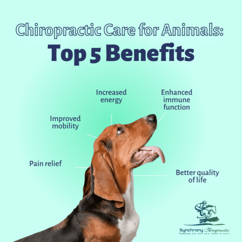 Chiropractic Care for Animals: Top 5 Benefits