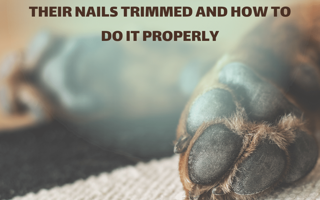 Paws for a Minute: How to Tell When Your Dog Needs Their Nails Trimmed and How to Do it Properly