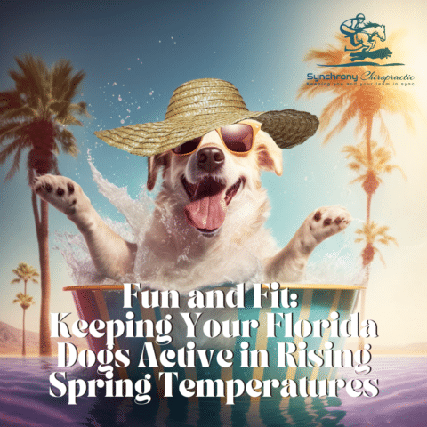 Fun and Fit: Keeping Your Florida Dogs Active in Rising Spring Temperatures