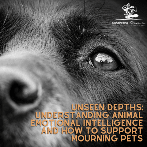 Unseen Depths: Understanding Animal Emotional Intelligence and How to Support Mourning Pets