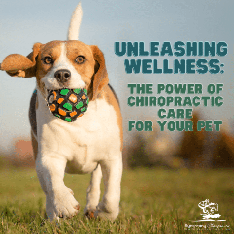 Unleashing Wellness: The Power of Chiropractic Care for Your Pet