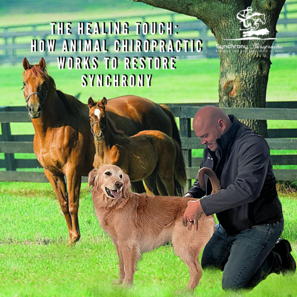 The Healing Touch: How Animal Chiropractic Works to Restore Synchrony