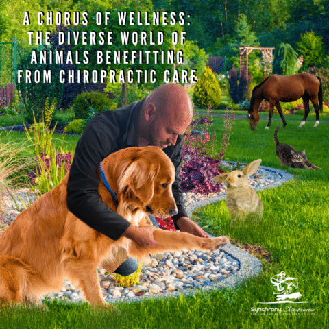 A Chorus of Wellness: The Diverse World of Animals Benefitting from Chiropractic Care