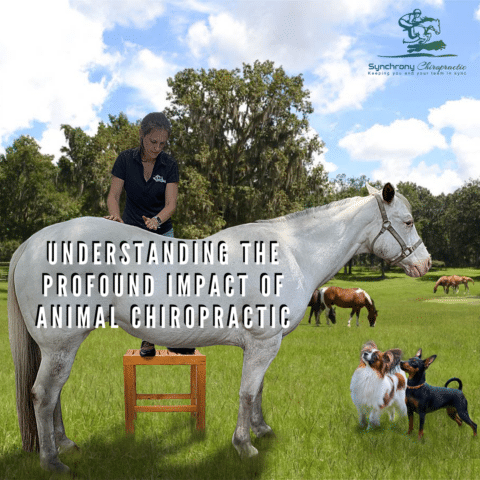 Understanding the Profound Impact of Animal Chiropractic
