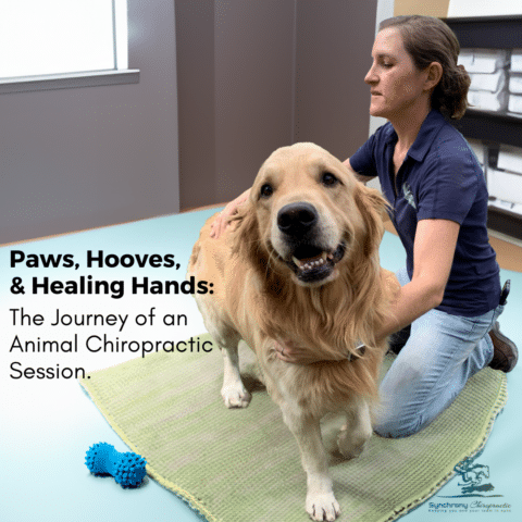 Paws, Hooves, & Healing Hands: The Journey of an Animal Chiropractic Session
