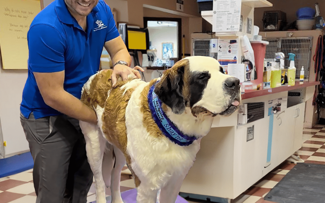 Animal Chiropractic: Miraculous Mobility or Myths Debunked?