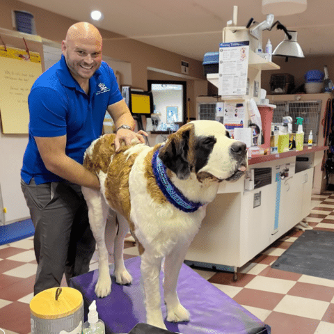Animal Chiropractic: Miraculous Mobility or Myths Debunked?