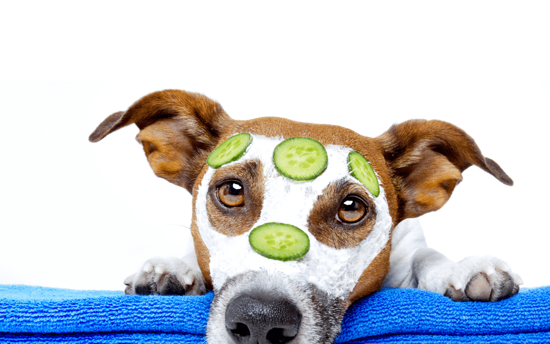 Animal Chiropractic Care: Unveiling Canine Wellness Secrets