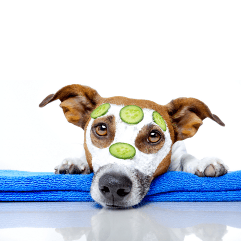 Animal Chiropractic Care: Unveiling Canine Wellness Secrets