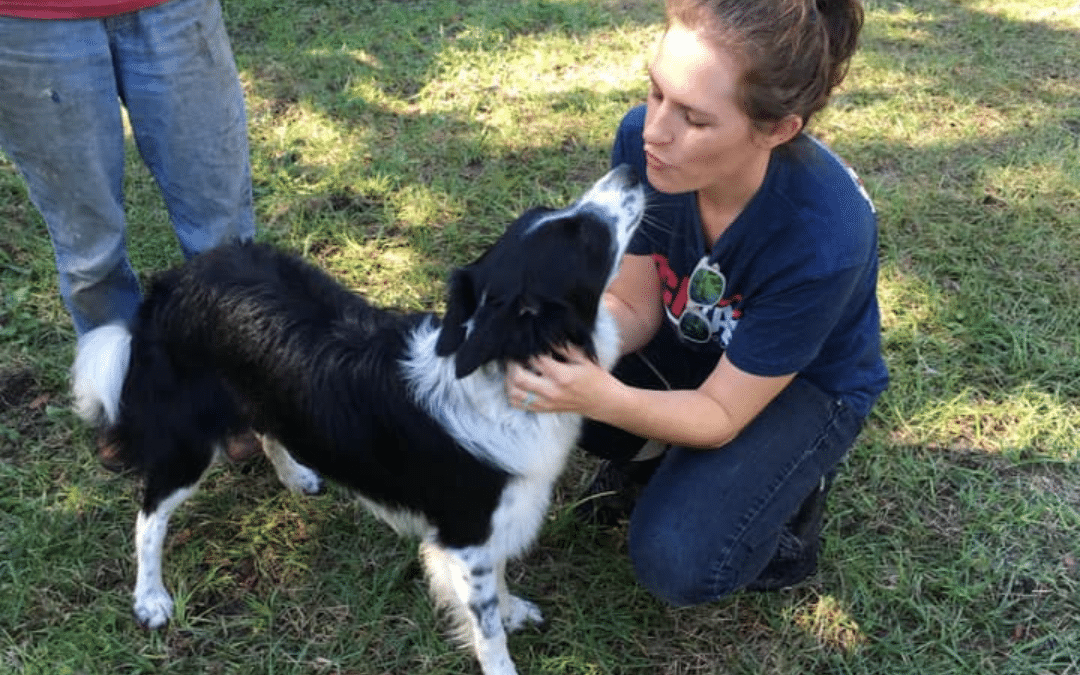 Canine Chiropractic: Unlock Your Dog’s Best Mobility Yet!