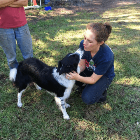 Canine Chiropractic: Unlock Your Dog’s Best Mobility Yet!