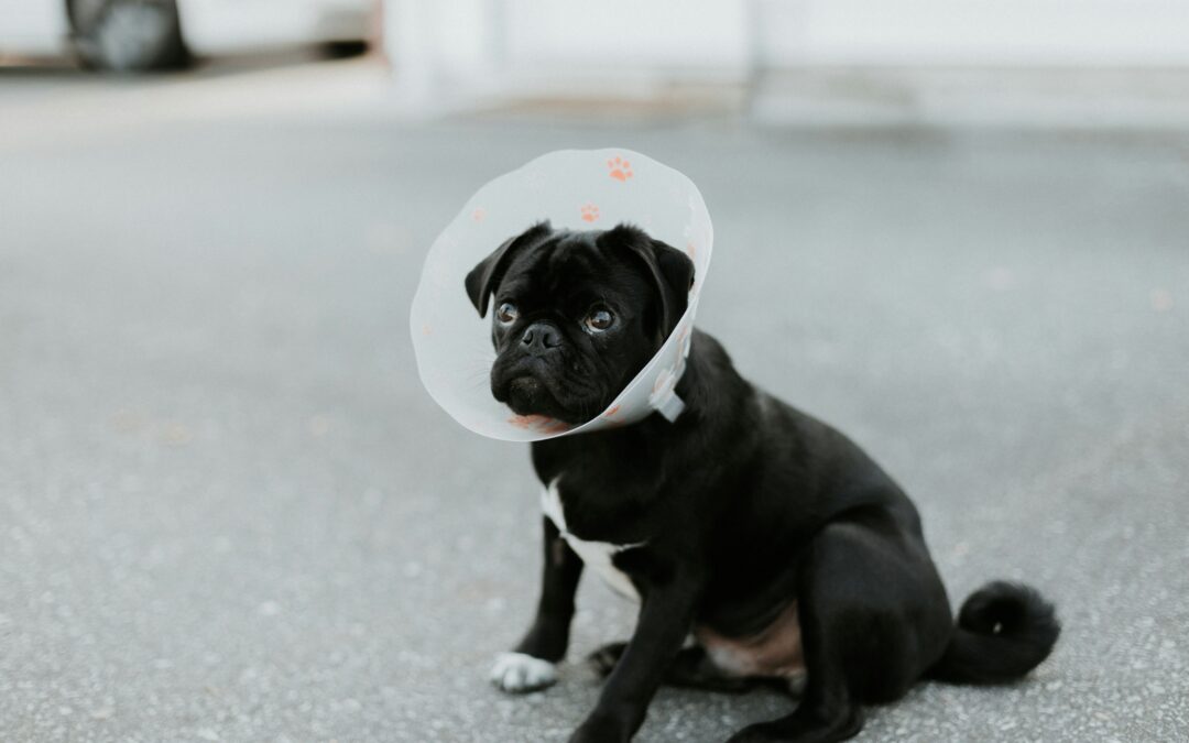 Chiropractic for Post-Surgical Recovery in Dogs