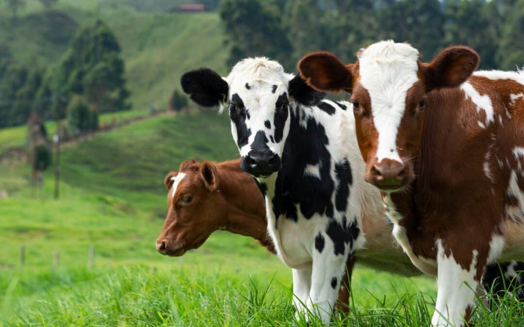 The Role of Chiropractic in Cattle Health