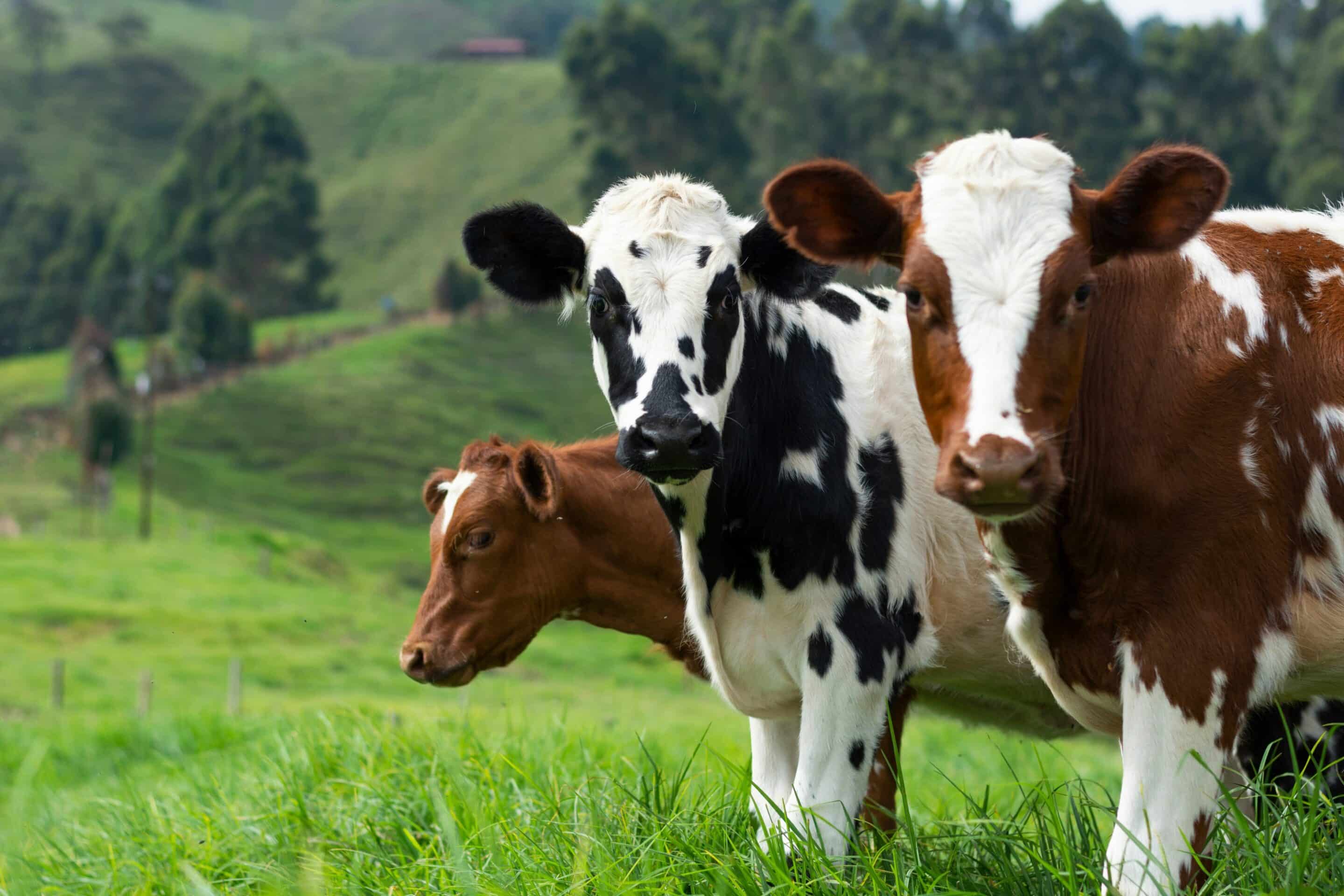 The Role of Chiropractic in Cattle Health