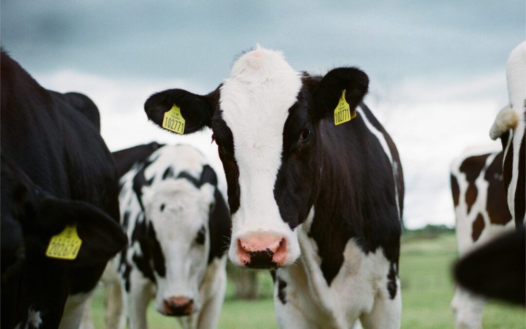 Supporting Dairy Cows with Chiropractic Adjustments
