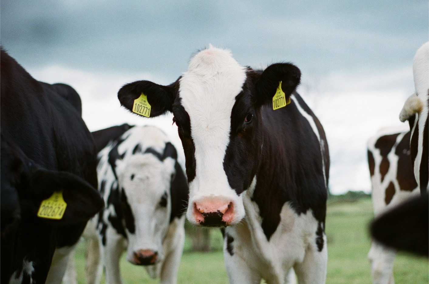 Supporting Dairy Cows with Chiropractic Adjustments
