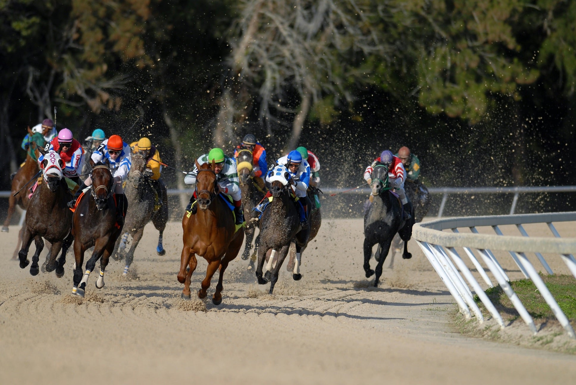 Preventing Injuries in Competitive Horses
