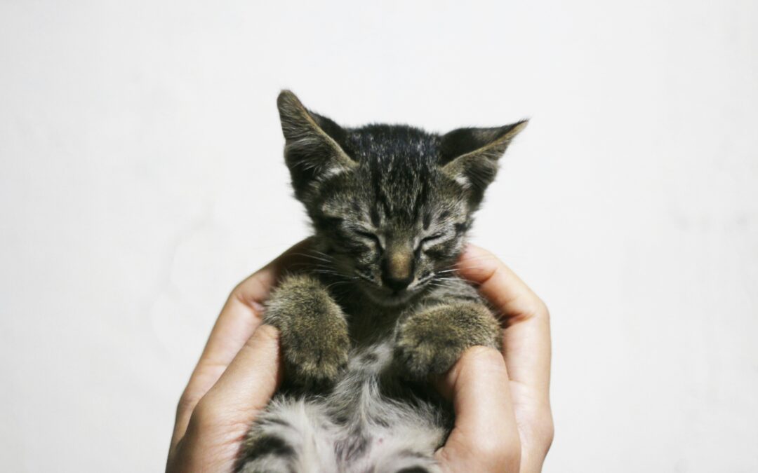 Nutrition Tips for Small Pets’ Joint Health