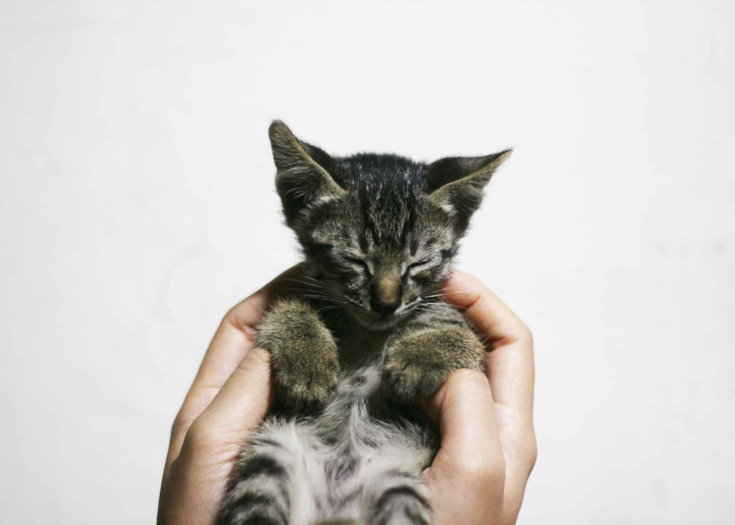 Nutrition Tips for Small Pets’ Joint Health
