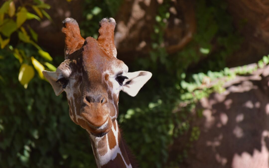 Chiropractic for Zoo Animals: A Case Study
