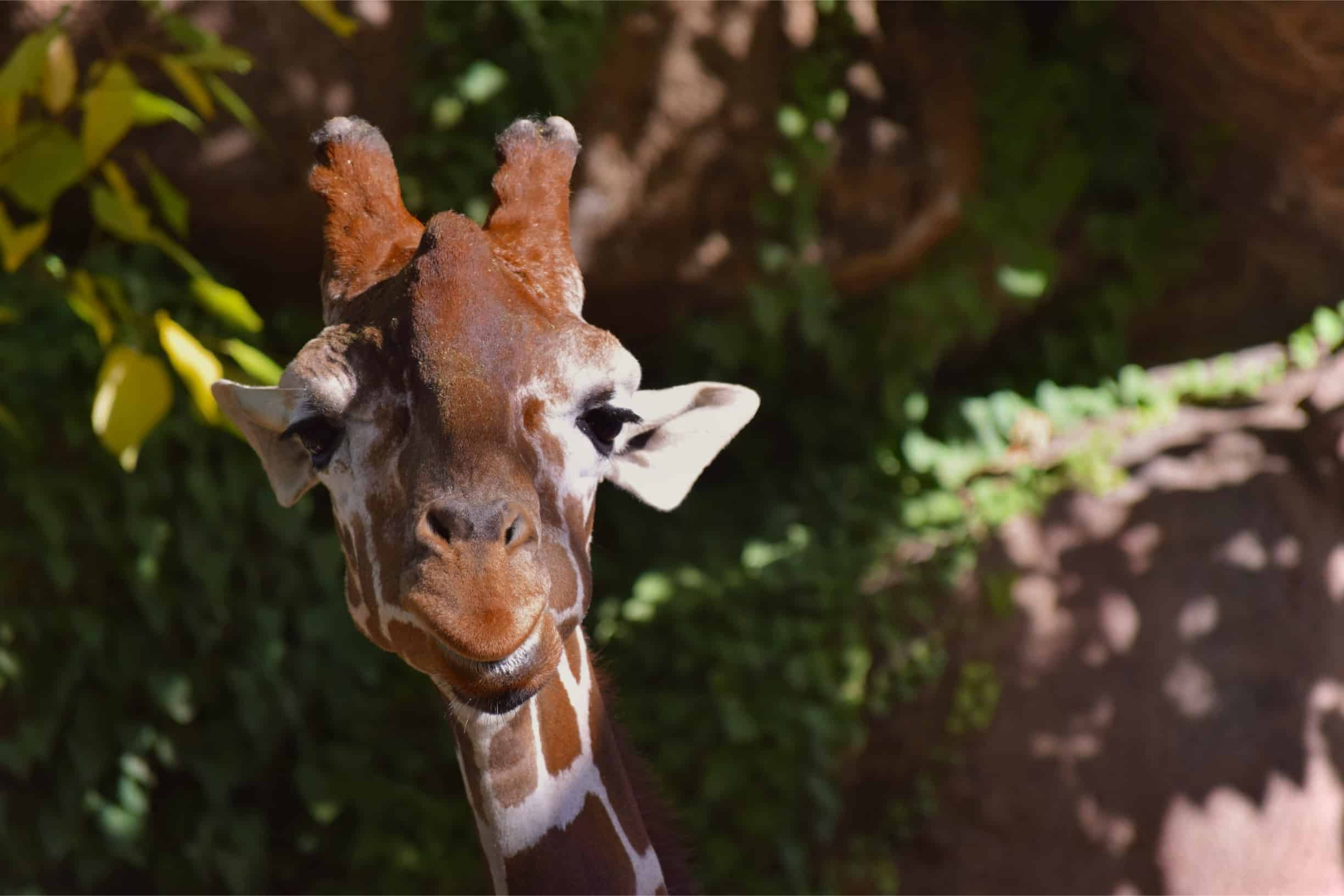 Chiropractic for Zoo Animals: A Case Study