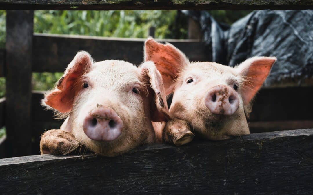 How Chiropractic Helps Pigs in Farming Environments