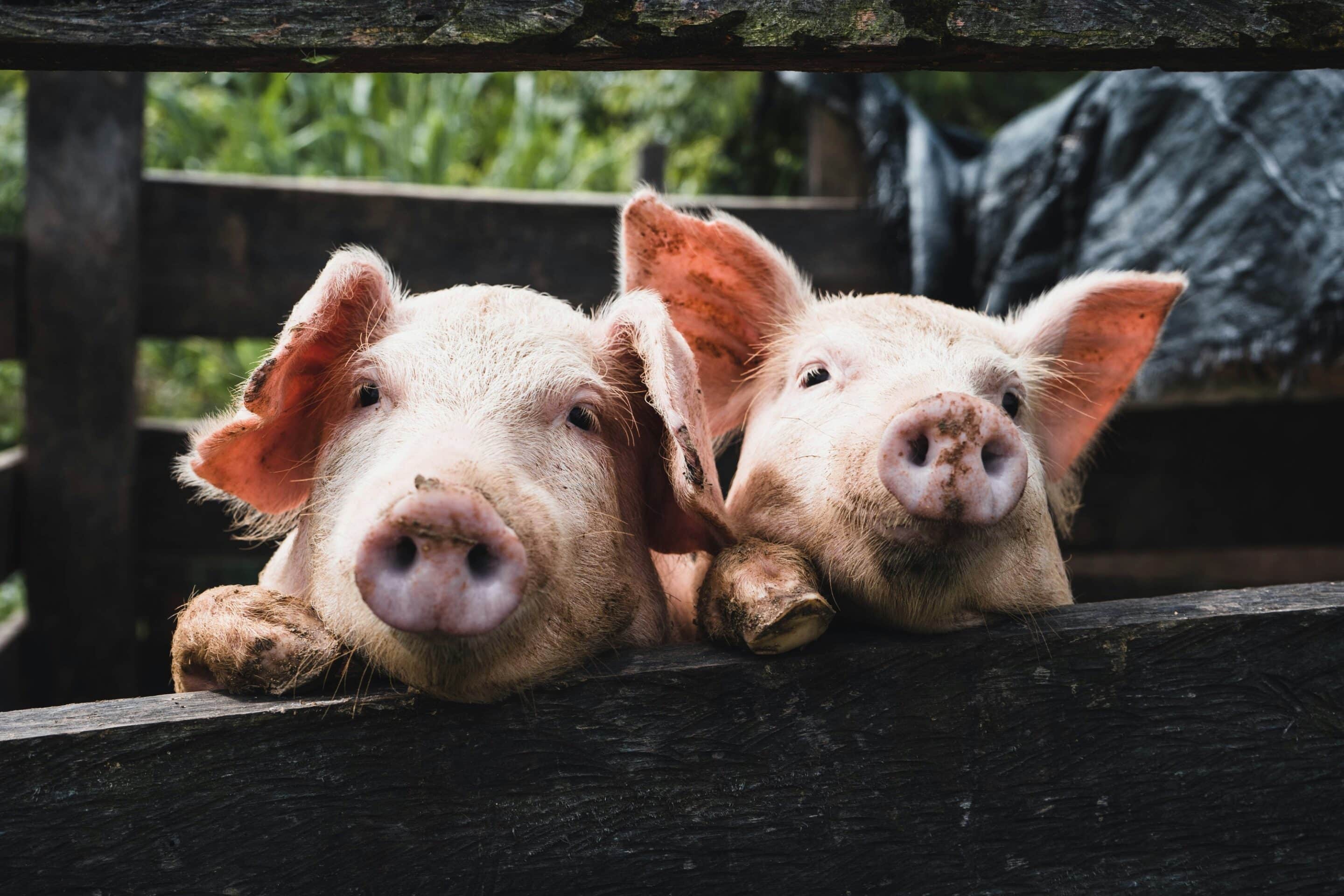 How Chiropractic Helps Pigs in Farming Environments