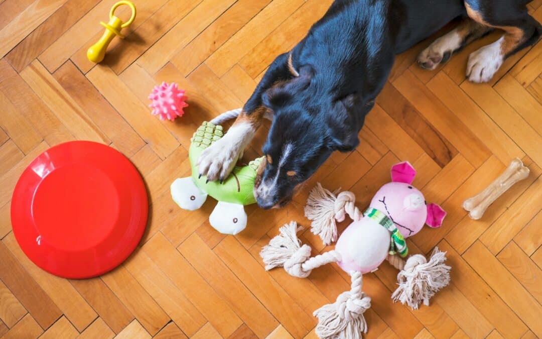 DIY Toys for Pets that Promote Physical Wellness