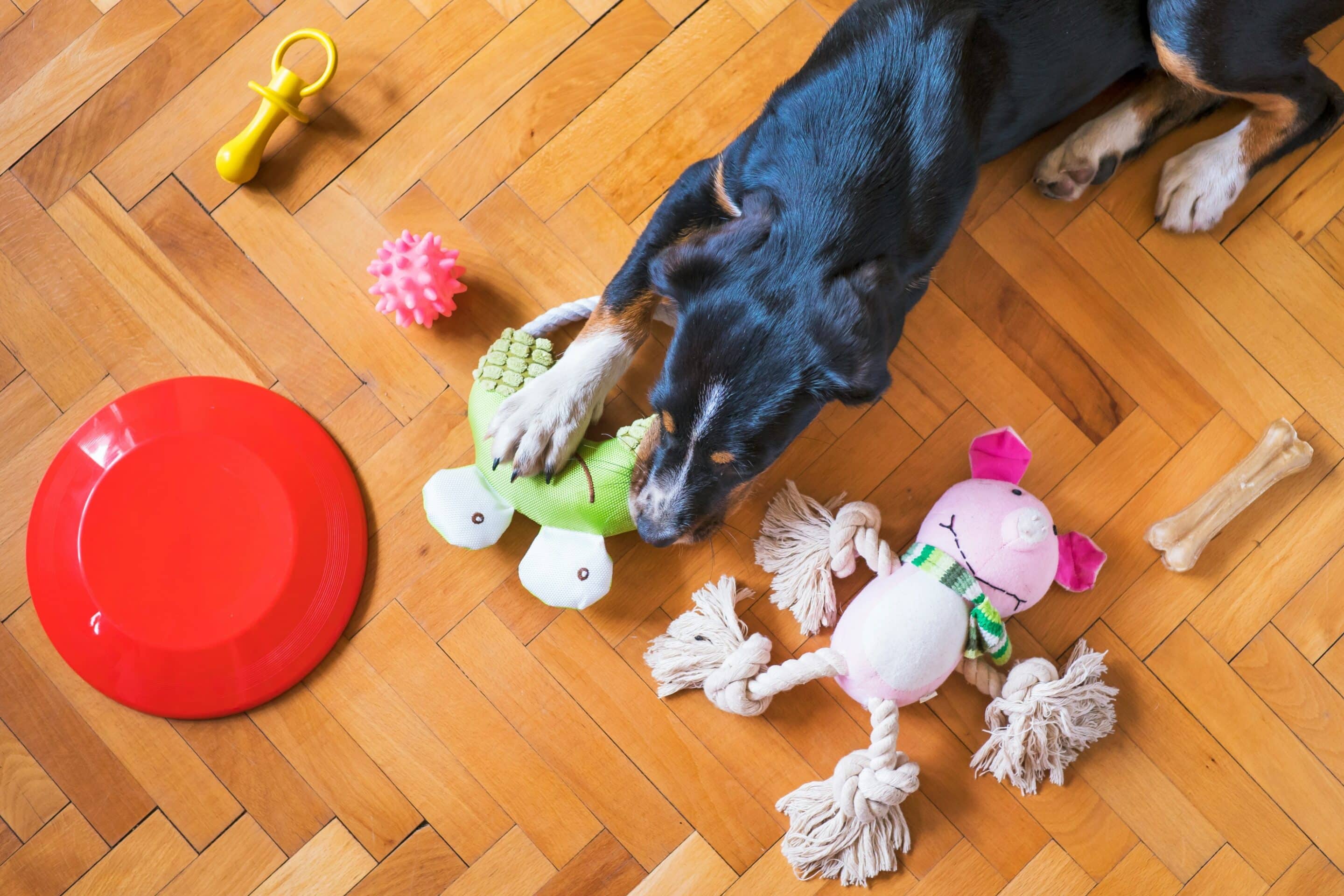 DIY Toys for Pets that Promote Physical Wellness